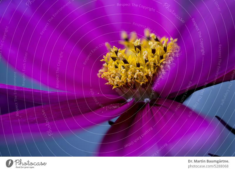 Cosmos bipinnatus, Cosmea bipinnnata, Mexikoaster, Schmuckkörbchen, Kosmee, eine einjährige, in vielen tropischen Ländern verbreitete Zierpfanze Blütenstand