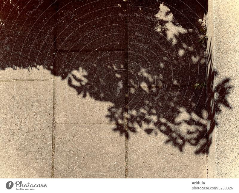 Rhododendren-Schatten kriecht die Stufe hoch Pflanze Schattenwurf Gehweg Gehwegplatten Stein Sonne grau hell Asphalt Bürgersteig Treppenstufe Blätter Licht