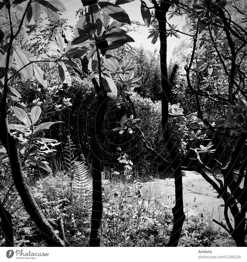 Rhododendron, Hecke und Co. in s/w Strauch Gräser Farn Blätter Zweige Äste Natur Zweige u. Äste Baum Außenaufnahme Pflanze Licht Sonne Sonnenlicht Gegenlicht