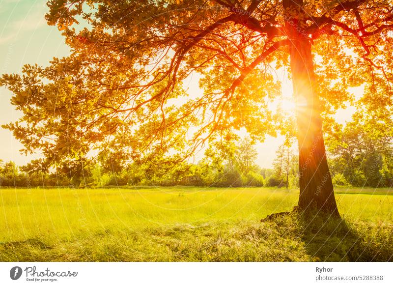 Herbst Herbst Sonnenlicht Sonnenschein durch Eiche Wald Baum und Gras. Sunny Natur Holz Sonnenlicht Hintergrund. schön Schönheit hell Farbe Landschaft