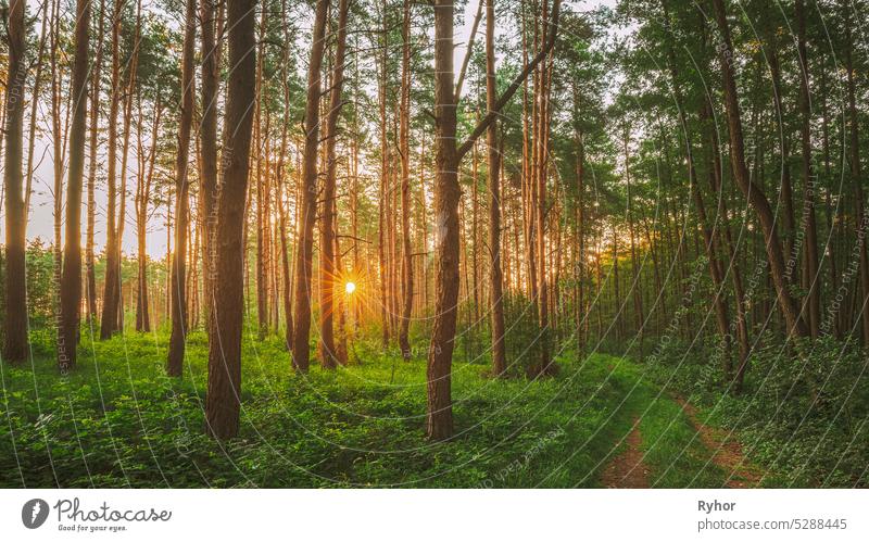 Straße, Weg, Gehweg durch sonnigen Wald. Sonnenuntergang Sonnenaufgang im Sommer Nadelwald Bäume. Pine Trunks Woods In Friedliche Landschaft Natur Kiefer grün