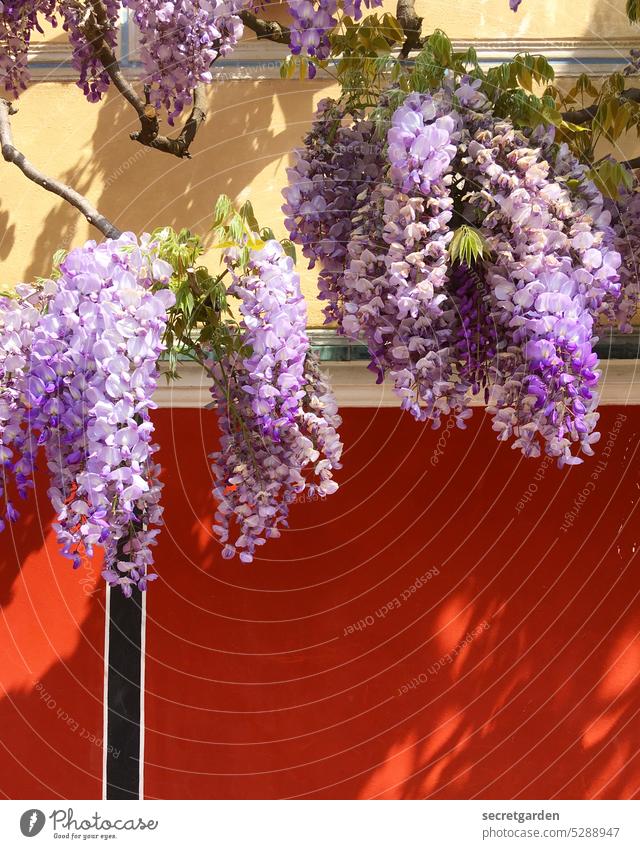 [MainFux 2023] Auf Kontrast gebürstet Frühling rot lila Fliederbusch fliederfarben Natur violett Duft Blüte Pflanze Romantik Nahaufnahme natürlich Blühend Wand