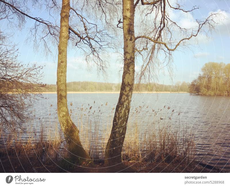 Schöne Aussichten Baum draußen Natur Naturschutzgebiet Naturerlebnis See Spaziergang Birke Frühlingsgefühle Tag sonnig schön ruhig entspannen Entspannung Ufer