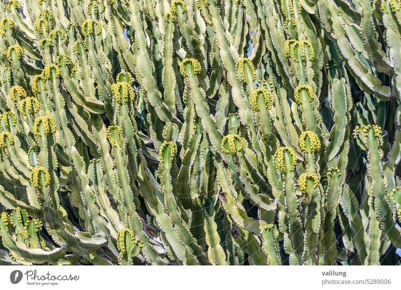 Detail des Afrikanischen Milchbaums (Euphorbia trigona) Afrikanischer Milchbaum Euphorie Hintergrund schön Schönheit Botanik Kaktus Kathedralkaktus Nahaufnahme