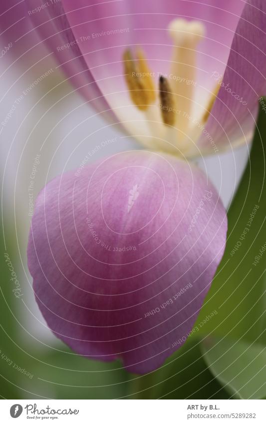 bäääh Makro nahaufnahme tulpe hintergrund natur garten frühling frühblüher jahreszeit blume strukturen Textfreiheit tulpenblatt blütenblatt