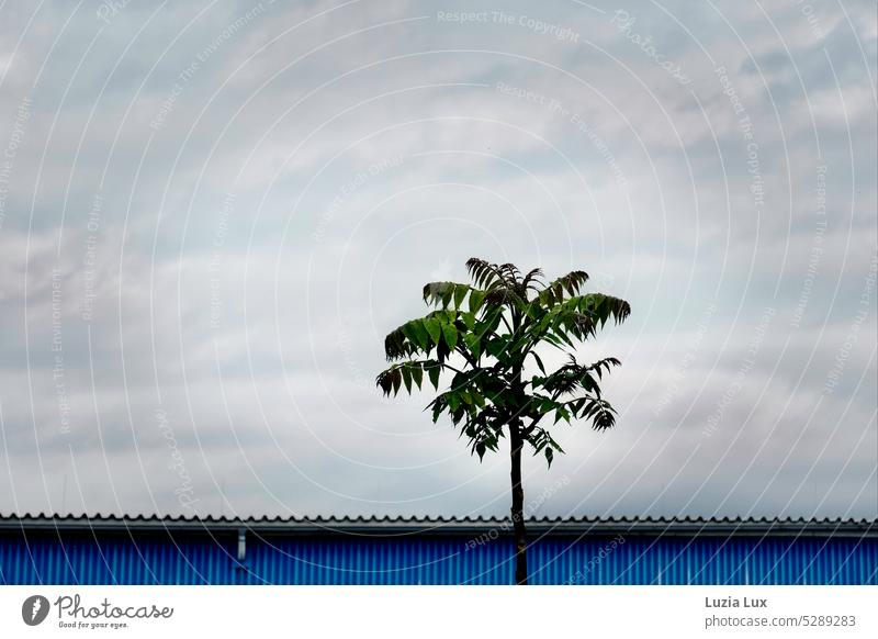 Ein Götterbaum reckt sich vor einer blauen Industriehalle in einen bewölkten Himmel Neophyt Ghettopalme Trümmerbaum einsam gerade aufstrebend Baum grün