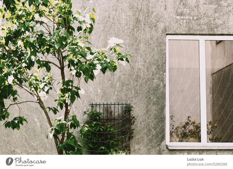 grün vor und im Fenster: Spiegelung, Ein- und Aussicht Grün grünes Laub Bäume schlagen aus Frühling frühlingshaft Fassade urban hell freundlich Natur Blätter