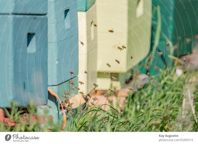 Honigbienen zur Rapsblüte am Feld Bienenstock Bienenvolk Imker am Rapsfeld Bienenvölker Nektar Landwirt Wildbienen Brassica napus Honigertrag Insektenbestäubung