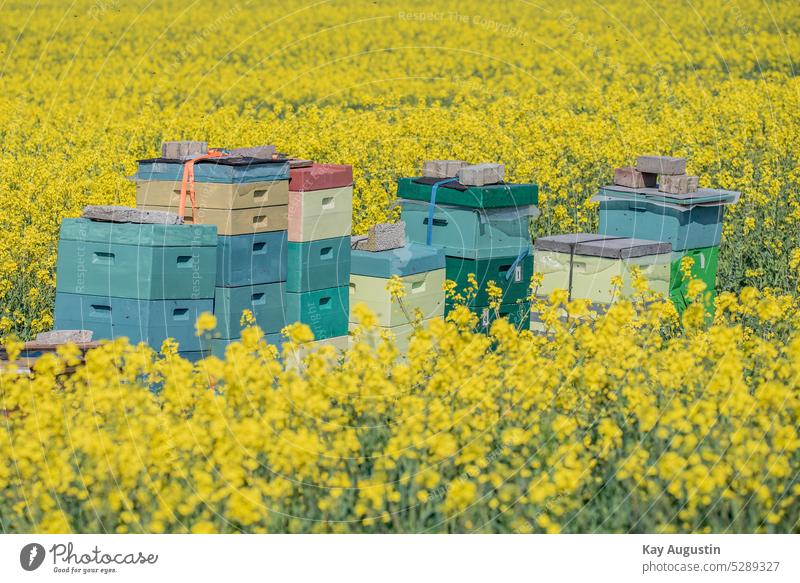 Honigbienen zur Rapsblüte am Feld Bienenstock Bienenvolk Imker am Rapsfeld Bienenvölker Nektar Landwirt Wildbienen Brassica napus Honigertrag Insektenbestäubung