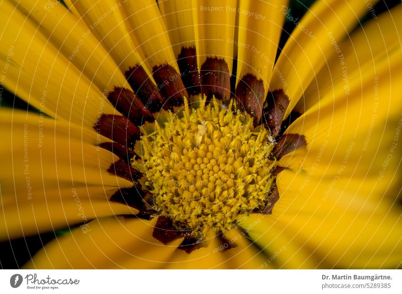 Blütenstand von Gazania rigens, Gazanie, Mittagsgold blühen aus Südafrika Sommerblume nicht frosthart Korbblütler Asteraceae menschenleer geringe Tiefenschärfe