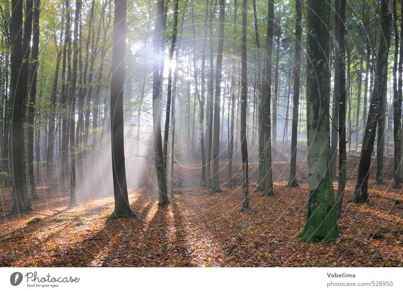 Sonnenstrahlen im Wald Natur Landschaft Sonnenlicht Herbst Nebel Baum blau braun grün weiß Stimmung Hoffnung Glaube Traurigkeit Lichtstrahl sonnig herbstlich