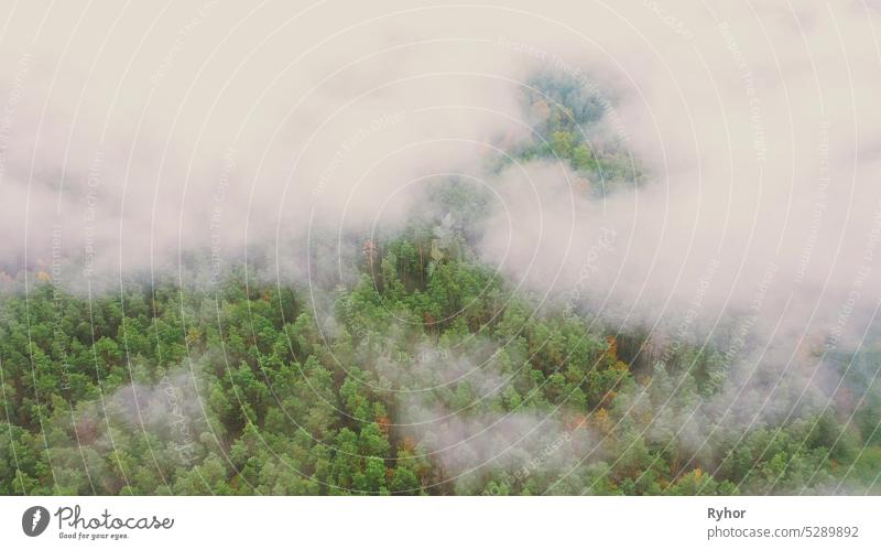 Wolken bewegen sich über Herbst Kiefer Wald. Luftaufnahme 4K Flug über erstaunliche neblige Waldlandschaft. Scenic View of Autumn Foggy Morning In Misty Forest Park Woods. Natur Erhöhte Ansicht
