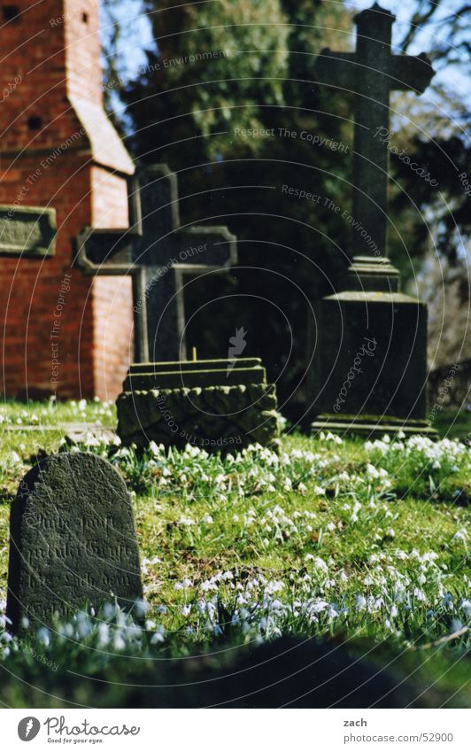Friedhofsglocken Grab Schneeglöckchen Blume Grabstein töten Beerdigung Sarg Trauer Verzweiflung Vergänglichkeit Tod Religion & Glaube Rücken letzte ruhe Frieden