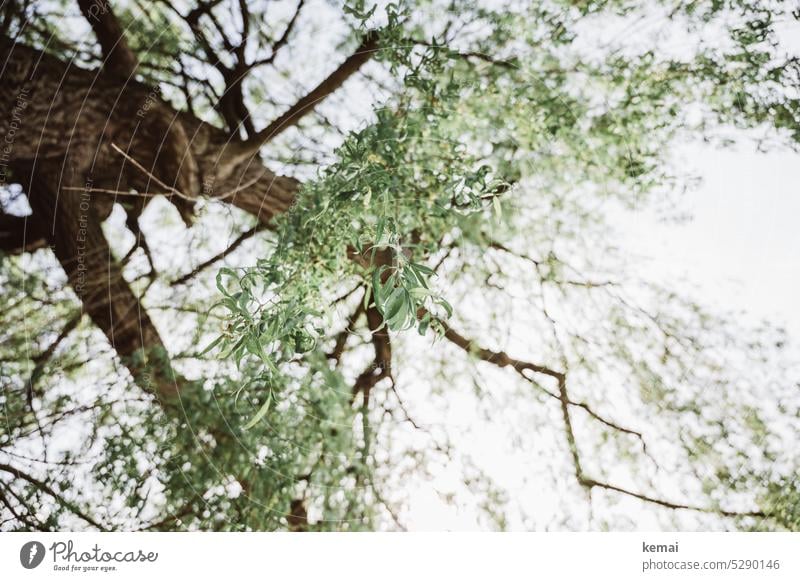 Mainfux | Zweige und Blätter Baum groß hoch oben hängen Weide grün frisch sommerlich Schatten schattenspender Natur draußen Naturschönheit Baumstamm