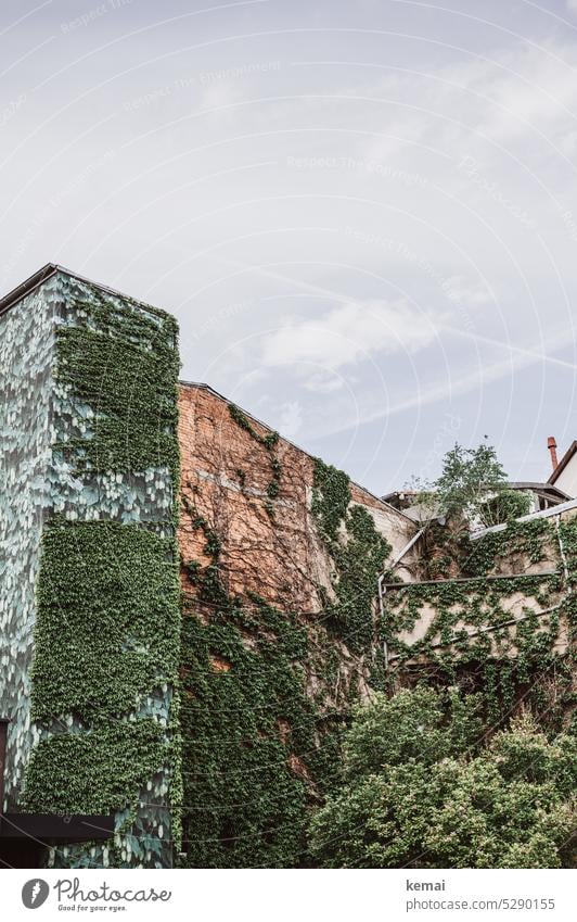 Mainfux | Efeu auf Mauerwerk wachsen Stadt Wand Hauswand Himmel Wolken bewachsen wuchern hoch grün Fassade urban