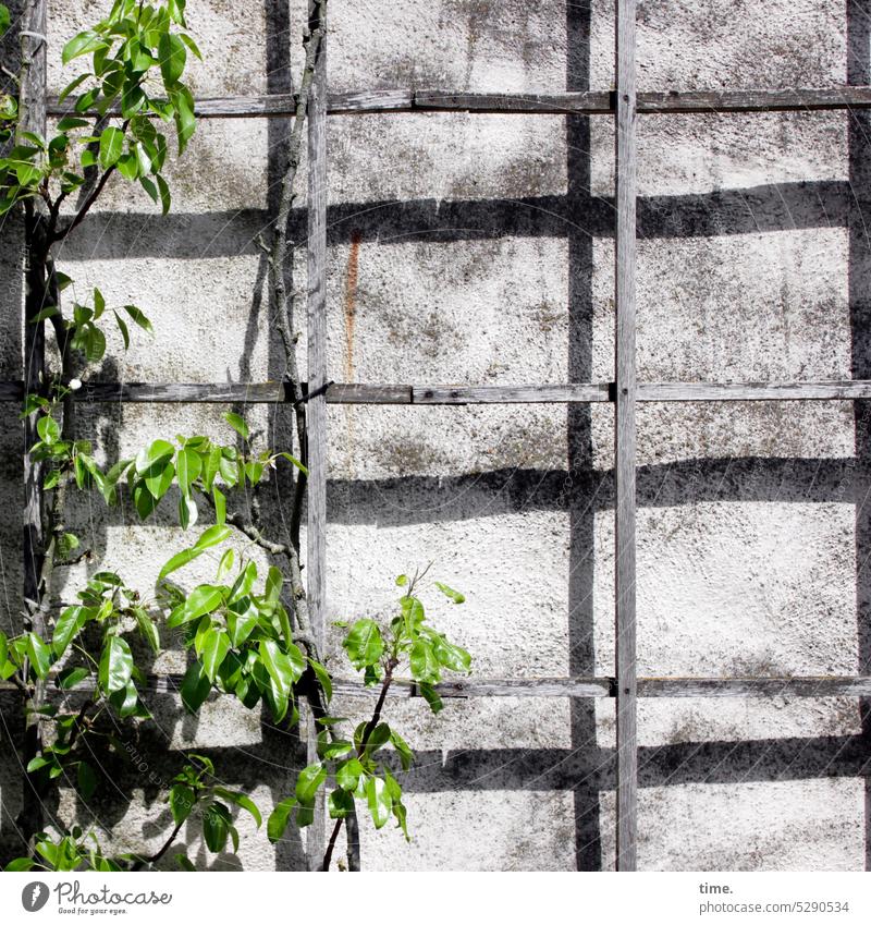 MainFux | Kletterwand Rankhilfe Holzgestell Wand Mauer sonnig Schatten Pflanze Rankpflanze Wachstum Holzgitter Klettergitter Assistenz Natur