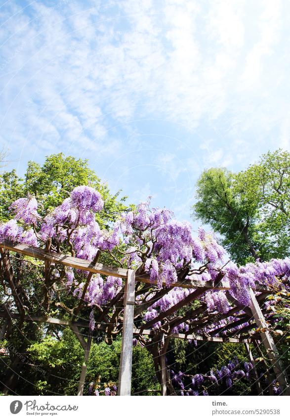 MainFux | Purple Rain Blauregen Glyzinie Baum sonnig Pergola Wachstum Himmel Wolken Holzkonstruktion Holzbalken Pflanze Natur Umwelt Park