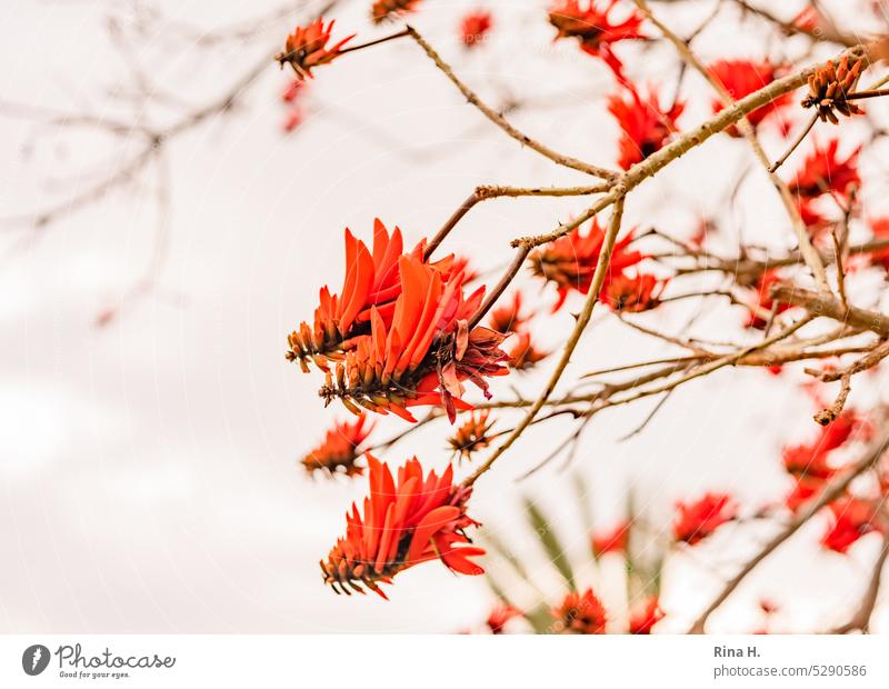 Orangerote Blüten an einem Baum ohne Blätter Natur Frühling exotische Pflanzen Zweige u. Äste