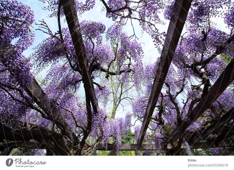 MainFux | Pergola Wisteria Wunderbar Blauregen Konstruktion blühen Pflanze Park Garten Balken Schatten Himmel Frühling Glyzinie Blüten violett Kletterpflanze