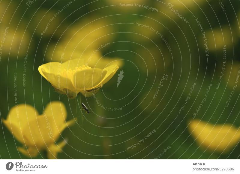 Ein Käferchen und ein Butterblümchen Butterblumen Hahnenfußgewächse Blümchen butterblumenwiese gelbe Blumen Natur Wiese Gras Wiesenblume Unschärfe Wildpflanze