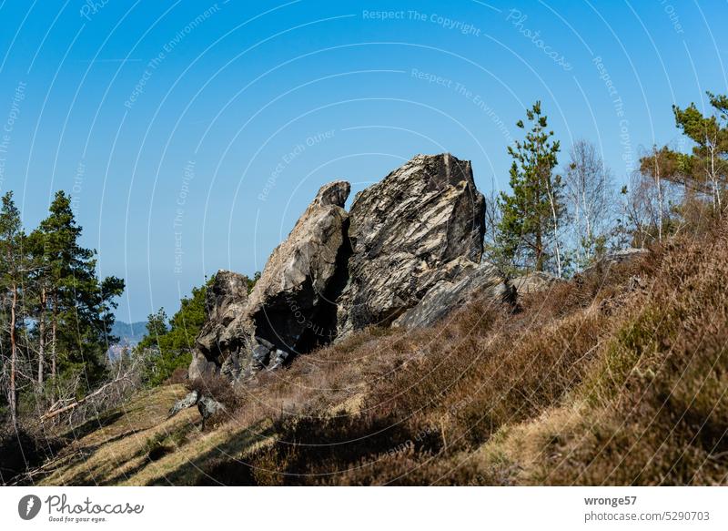 Das „Kleine Kamel“ eine markante Sandsteinformation im nördlichen Harzvorland Markant Felsen Felsengruppe Sandsteinfelsen Vorharz östlicher Vorharz Natur
