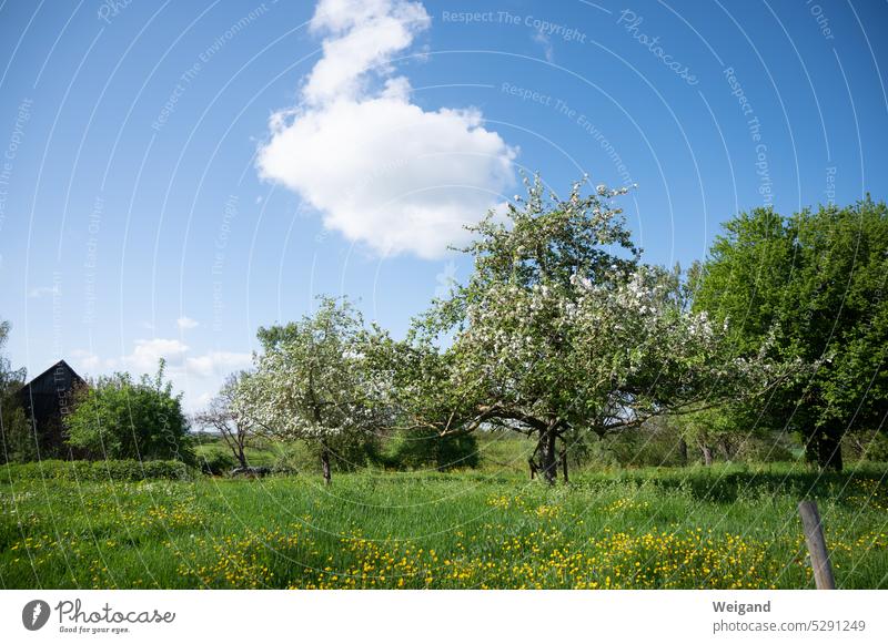 Strahlend blauer Himmel, saftig grüne Wiese mit Butterblumen, blühende Obstbäume und im Hintergrund eine Scheune aus Holz in natürlicher Idylle Sommer Frühling