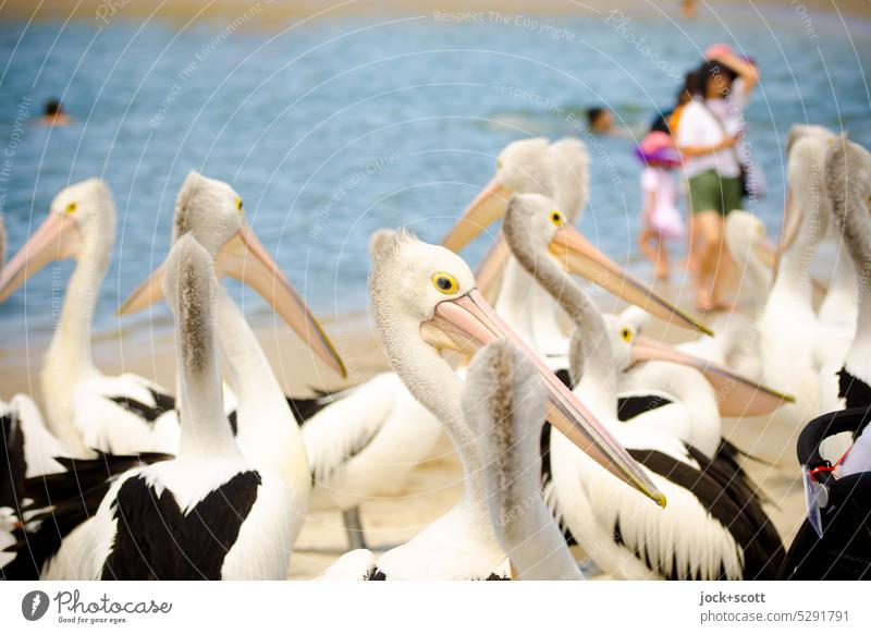 zu Besuch bei Australian pelican Brillenpelikan Tier Wildtier Vogel Australien Pelikan Vogelbeobachtung Tiergruppe Schnabel exotisch Zusammensein Lebensraum