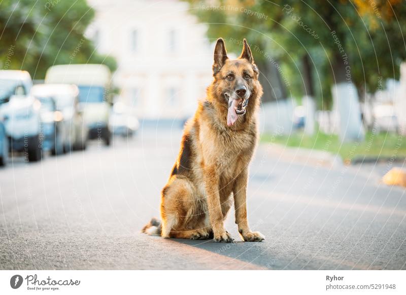 Elsässischer Wolfshund auf der Straße sitzend. Brauner Deutscher Schäferhund auf der Straße sitzend an einem sonnigen Sommertag elsässisch deutsch GSD