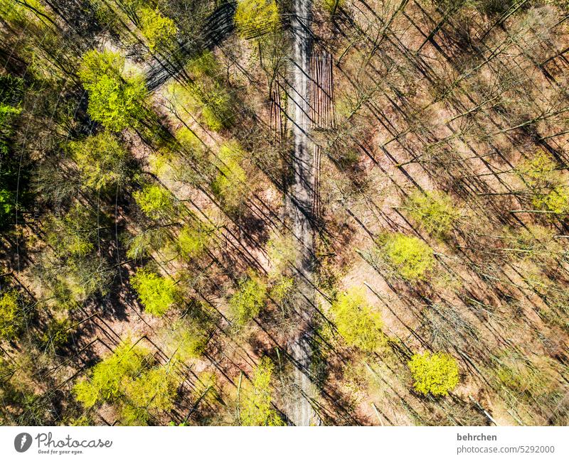 parallelwelt | die welt von oben zartes Grün Blätter Frühling Baumstamm baumstämme Schatten Vogelperspektive Drohne Sonnenlicht Äste und Zweige Farbfoto Heimat