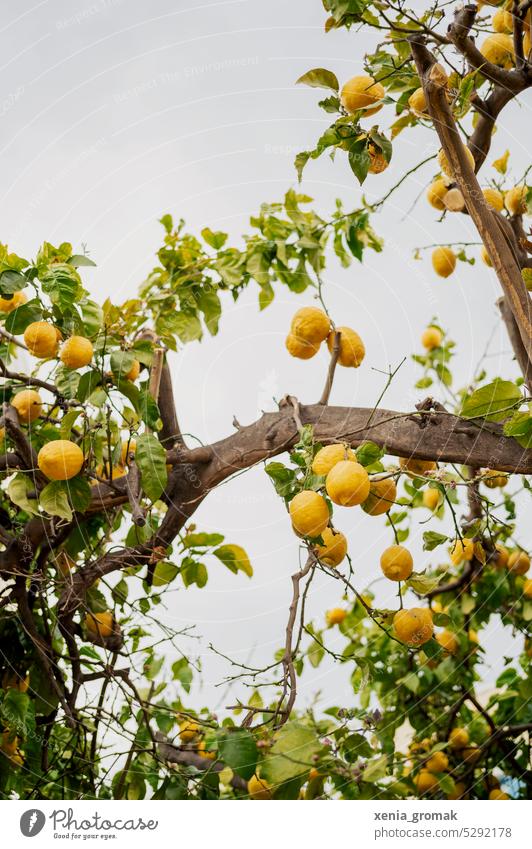 Zitronenbaum Zitrusfrüchte Farbfoto Lebensmittel gelb frisch Gesundheit Sommer grün reif mediterran Urlaub Urlaubsstimmung Ferien & Urlaub & Reisen sauer