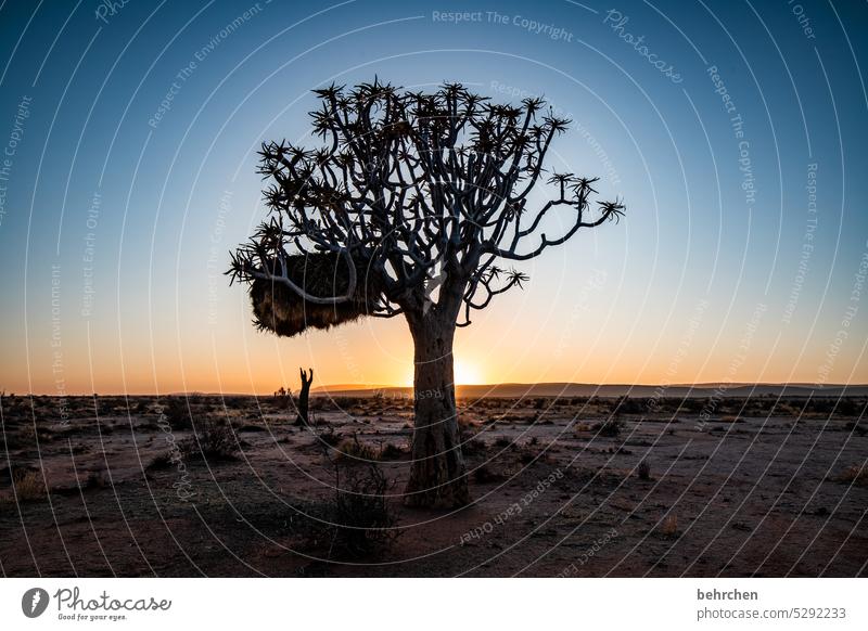 solist Köcherbaum Baum außergewöhnlich Namib Sonnenaufgang träumen Hoffnung Idylle dunkel romantisch fantastisch wunderschön stille Dämmerung Sonnenlicht