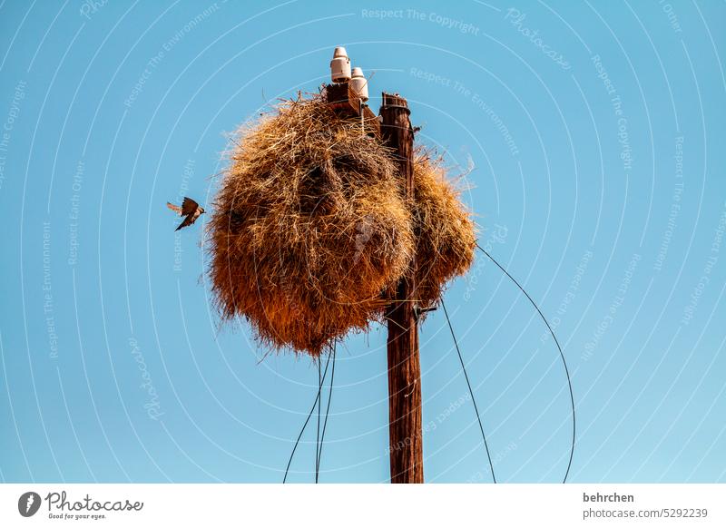 die nadel im heuhaufen | auf wohnungssuche siedelweber Nestbau Tierschutz Tierliebe Außenaufnahme Tierporträt Wildtier webervogel fantastisch außergewöhnlich