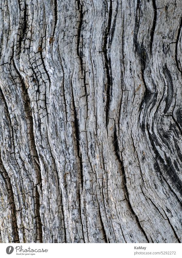 Nahaufnahme der Struktur von altem, morschen Holz als Hintergrund Muster background Grunge Textfreiraum Natur natürlich Makro Details Baum Baumstamm Risse