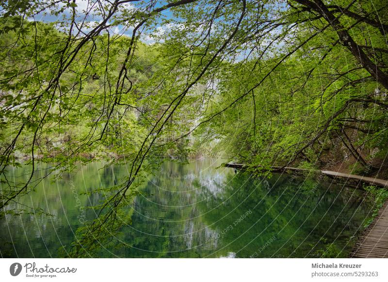 ein geschlungener holzpfad , an einem see (Plitvice) äste hängen in den See, frühlings grün, bäume spiegeln sich im wasser entspannung spaziergang ruhe finden