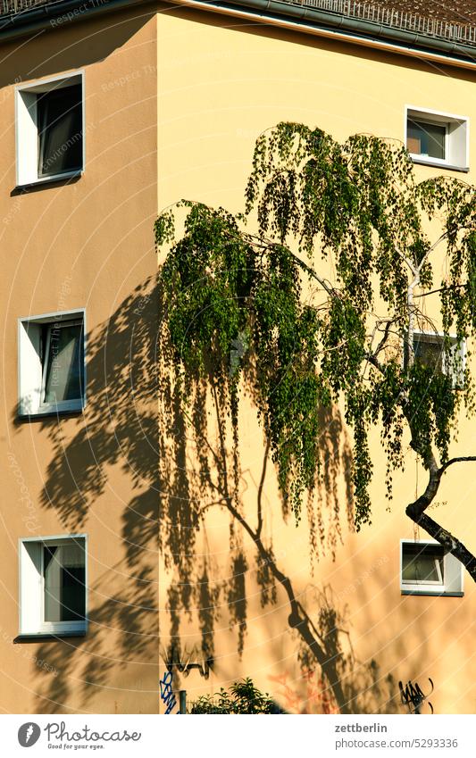 Eckhaus mit Birke architektur berlin büro city deutschland fassade fenster froschperspektive gebäude hauptstadt hochhaus innenstadt kiez leben licht mitte