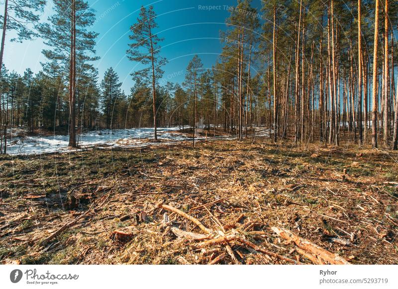 Gefallene Baumstämme in Abholzung Bereich. Kiefer Wald Landschaft in sonnigen Frühlingstag. Grüner Wald Abforstung Bereich Landschaft Gegend gebrochen
