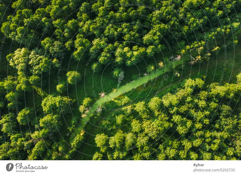 Weißrussland. Aerial View of Green Small Bog Sumpf Sumpf Feuchtgebiet in grünen Wald Landschaft im Sommer Tag. High Attitude Ansicht. Forest Lane In Vogelperspektive
