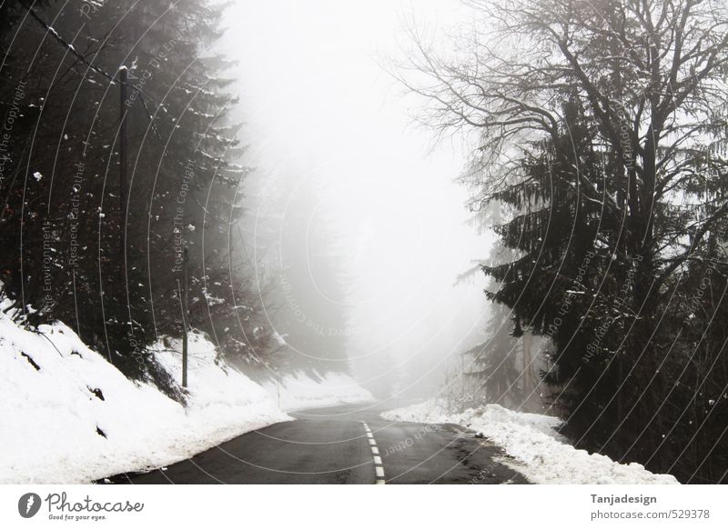 Winter Schnee Nebel Wald Straße kalt Orientierungszeichen 50 handhaben Berge u. Gebirge Geschwindigkeitsbegrenzung Bodennebel Serpentinen Außenaufnahme