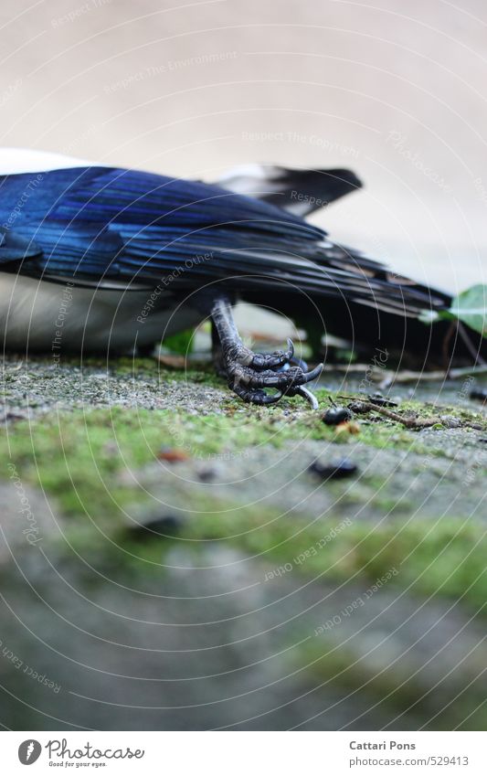 Drain Away Tier Wildtier Totes Tier Vogel Flügel Krallen Elster Sperlingsvögel Tierfuß authentisch blau Tod Feder Vergänglichkeit Paradies Schmerz Krankheit