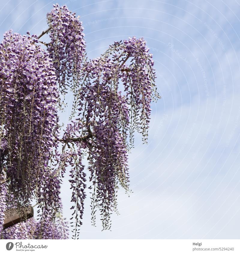Mainfux-UT | Blauregen vor blauem Himmel mit Wolken Baum Blüte Blauregenblüte Pflanze Natur Frühling Außenaufnahme Farbfoto Blühend Menschenleer Schönes Wetter