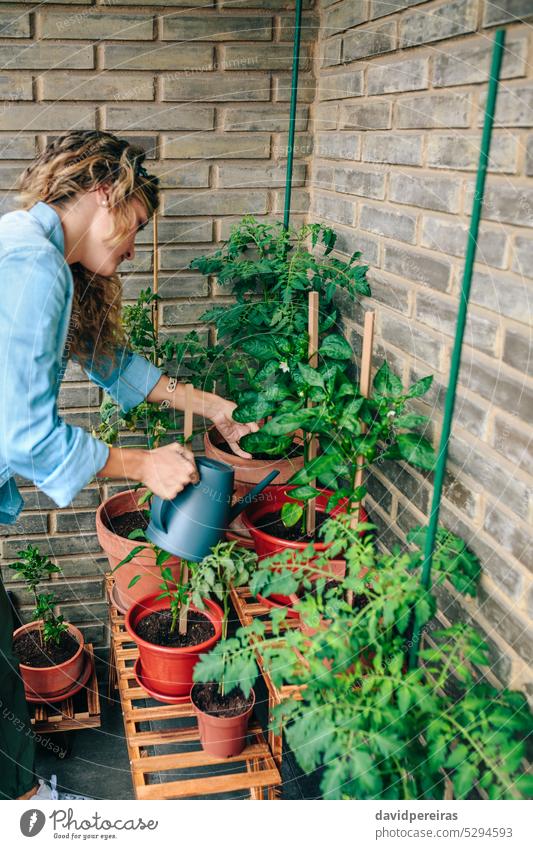 Frau benutzt Gießkanne mit Pflanzen des städtischen Gartens auf der Terrasse Bewässerung Dose Wasser Gärtner Dachterrasse urban Blatt Gartenarbeit patio