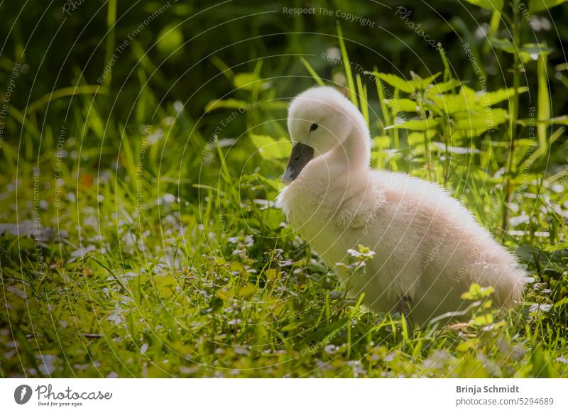 Ein flauschiges junges Schwanenküken im grünen Gras bird waterbird swan fledgling chicken tiny slipped small newborn baby child caring protection swim lake