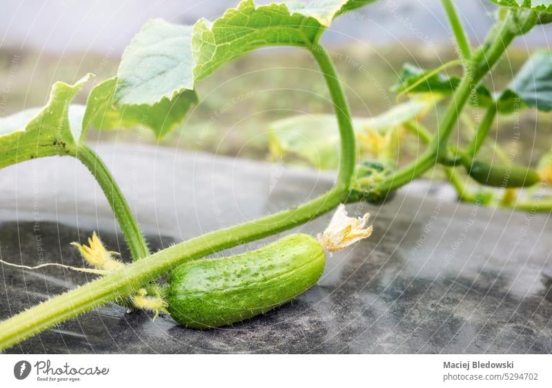 Nahaufnahme einer Bio-Gurke, Gewächshausanbau, selektiver Fokus. Gemüse Salatgurke organisch Gartenarbeit wachsen Bauernhof Ernte Lebensmittel Polyethylen Mulch