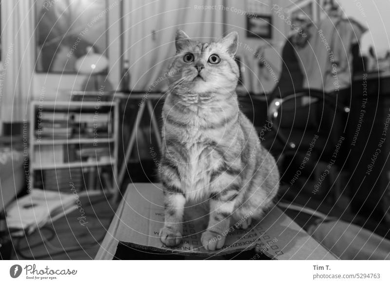 Katze auf Pappkarton s/w Schwarzweißfoto b/w b&w Menschenleer zimmer Raum Innenaufnahme ruhig