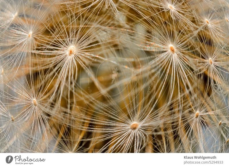 Schirmchen einer Pusteblume, die Samen der Pusteblume unscharf im Hintergund Butterblume Löwenzahn Makroaufnahme filigran Schwache Tiefenschärfe Wildpflanze