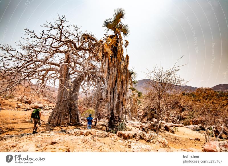faszination welt! Zweige u. Äste Außenaufnahme Baumstamm epupafalls Affenbrotbaum Baobab Klimawandel Dürre Trockenheit trocken Ferne Afrika Farbfoto Namibia