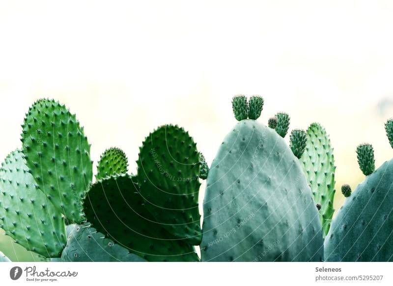 Kratzbürste Kaktus Kakteenstacheln kaktuspflanze Kaktusfeld Pflanze Natur Farbfoto grün Tag exotisch Außenaufnahme Wüste Stachel stachelig Botanik Sukkulenten
