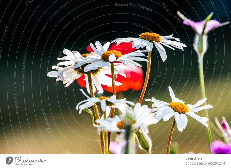blümchen sommerlich Wildpflanze Unschärfe schön Nahaufnahme Menschenleer Tag Außenaufnahme Kontrast Sonnenlicht Farbfoto Duft Blühend Park Wiese Feld Garten