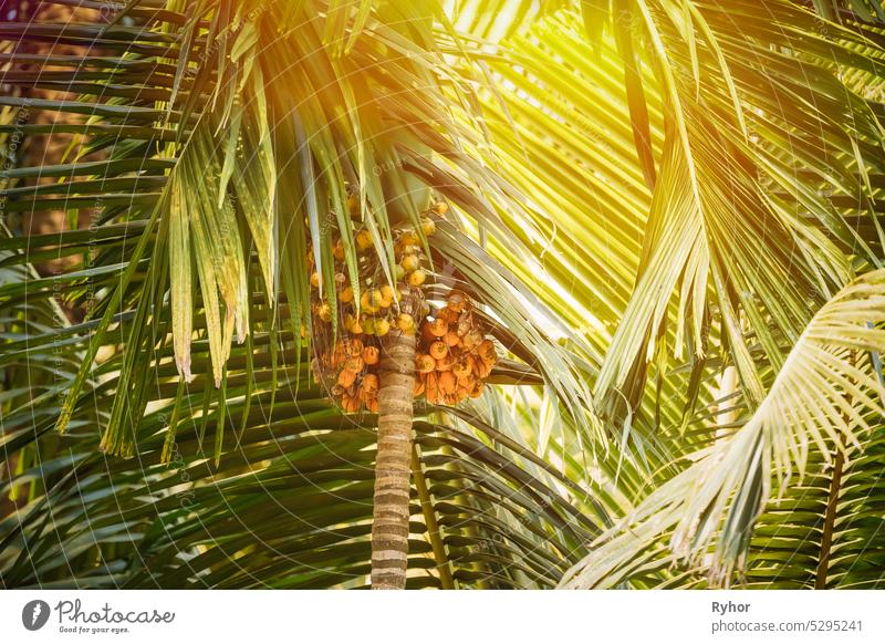 Goa, Indien. Areca-Catechu-Palme mit narkotischen Nüssen auf grünem Blattgrund, Sonnenstrahlen sonnig Sonnenschein Dschungel Inder Areca Catechu asiatisch Asien