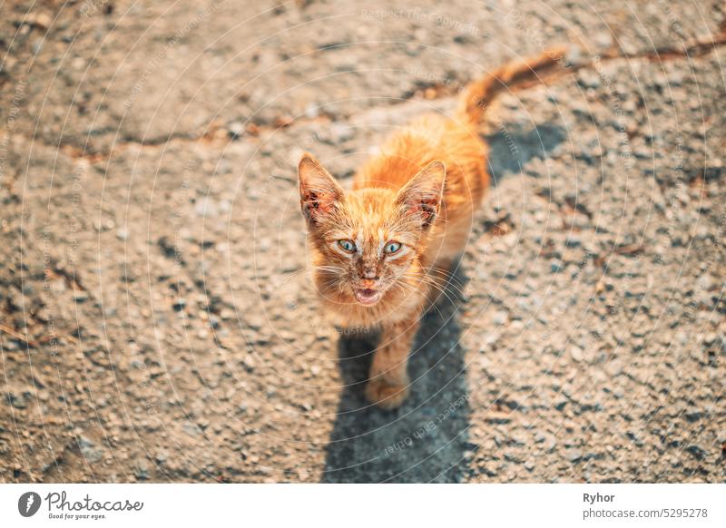 Dirty, Murky, Sickly Red Kitten Mercifully Meows On Street. Obdachlose Ingwer-Katze draußen auf der Straße Tier schön züchten Großstadt niedlich dreckig